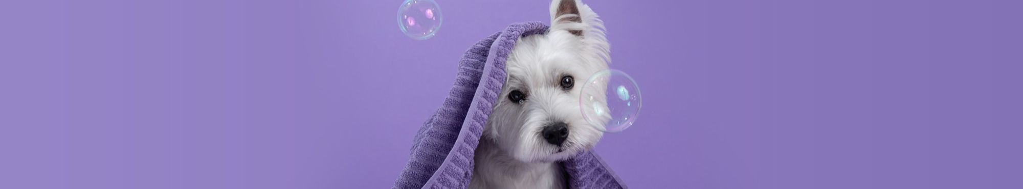 Higiene dos Cães